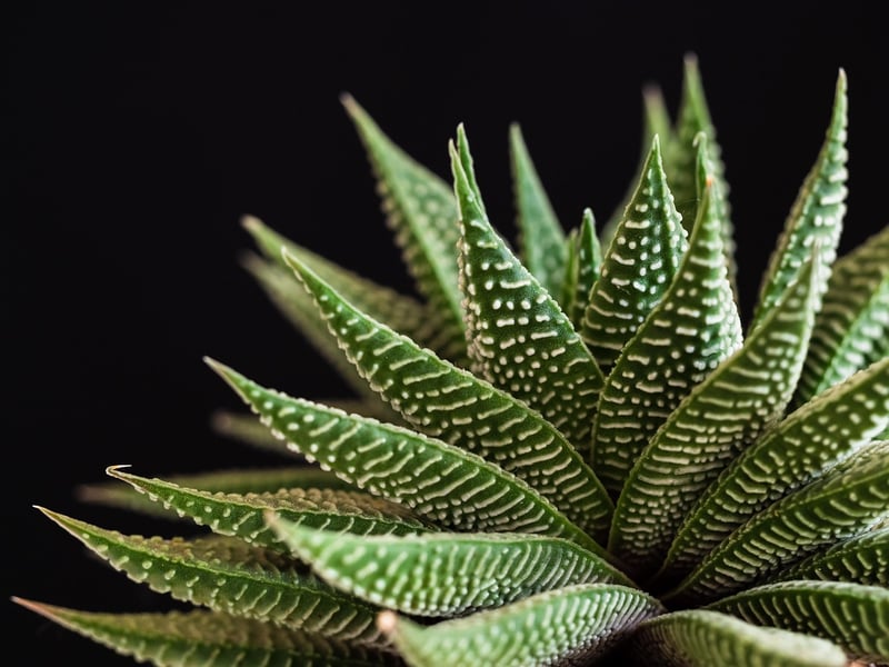 Indoor Plants